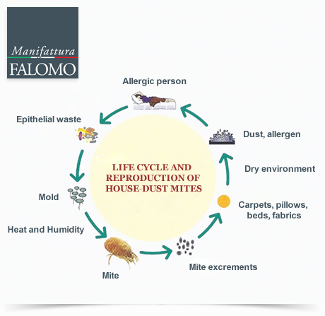 The Mite Life Cycle: 4 Simple Tips to fight the mites!