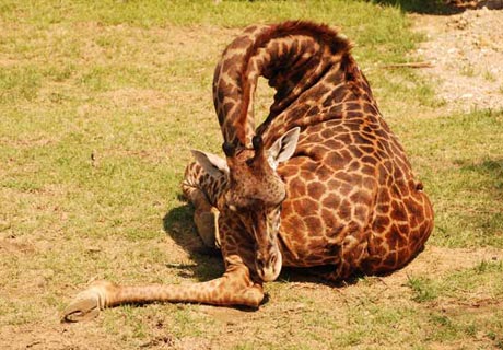How do giraffe sleep?