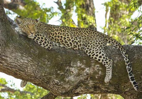 In Equilibrium… Like a Leopard!