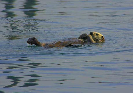 How do sea otter sleep?