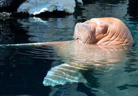 How do walrus sleep?