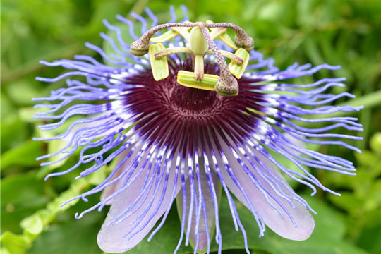 Passion Flower