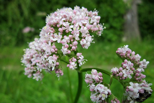 Valerian