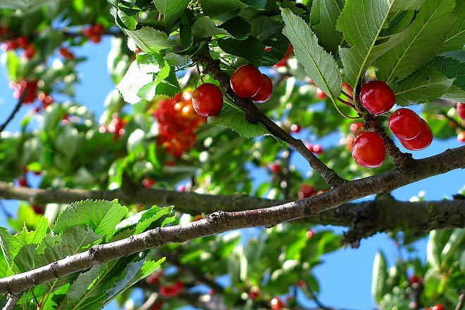 Can Cherries Help Me to Sleep Better?