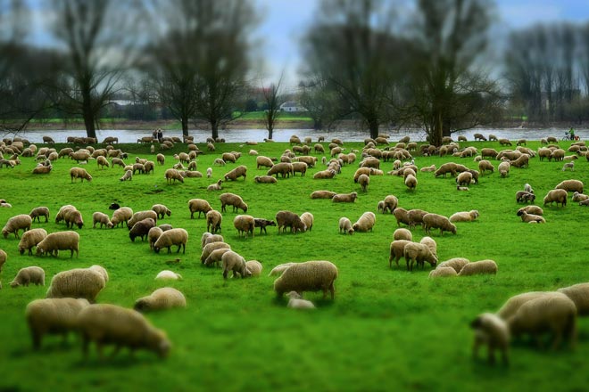 Why Do We Count Sheep to Sleep?