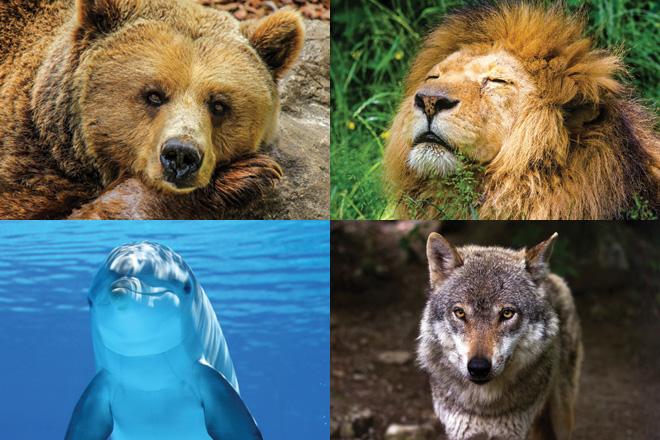 Do You Sleep Like A Bear A Lion A Dolphin Or A Wolf