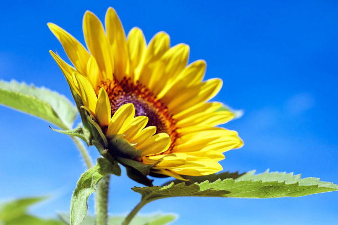 Melatonin natural methods: a sunbath