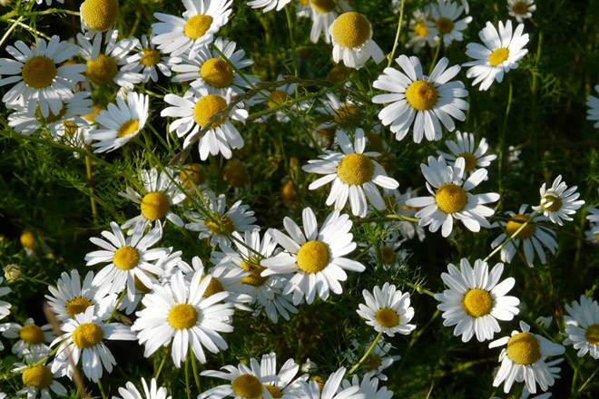 Chamomile for a good night’s sleep: do you know these 5 fun facts?