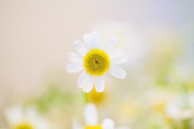 Chamomile for a good night’s sleep: do you know these 5 fun facts?