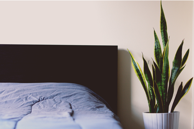 6 plants to keep in your bedroom for a better sleep!