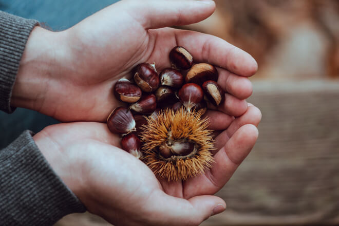 chestnuts-for-better-sleep