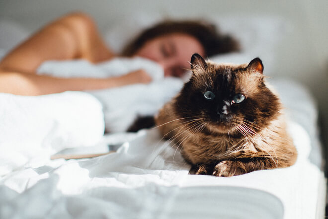 How to get your cat to sleep with you cheap